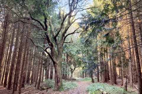 Woodland for sale