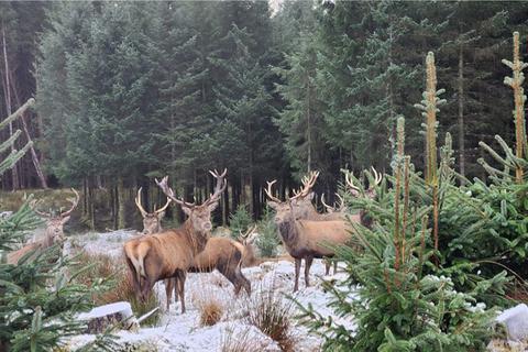 Rutting Season 7, Spean Bridge, Fort... Land for sale